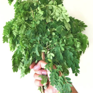 Moringa - முருங்கை கீரை